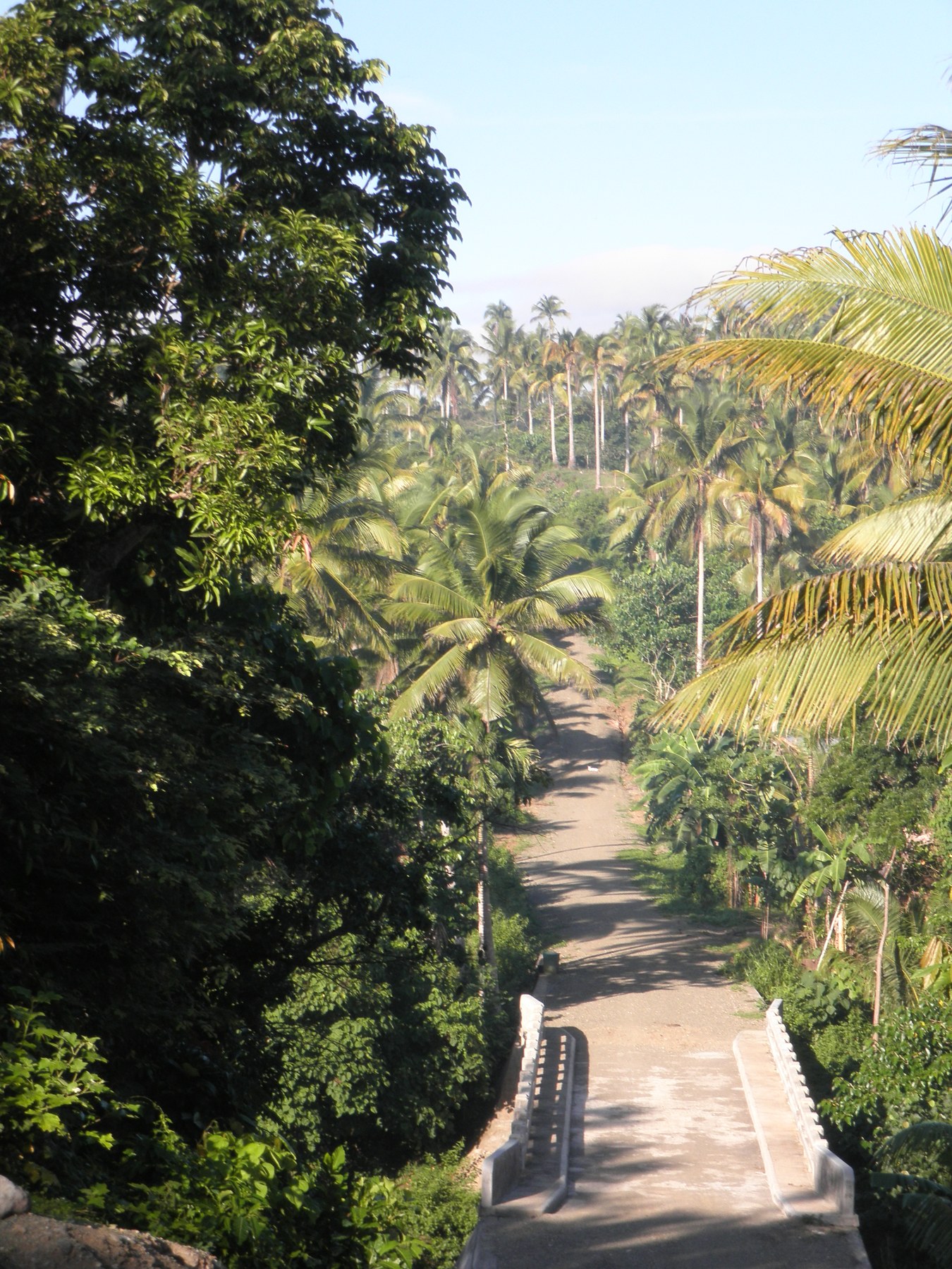 View across the road from a family home in rural Malama, Albay, with coconut-covered hills beyond.