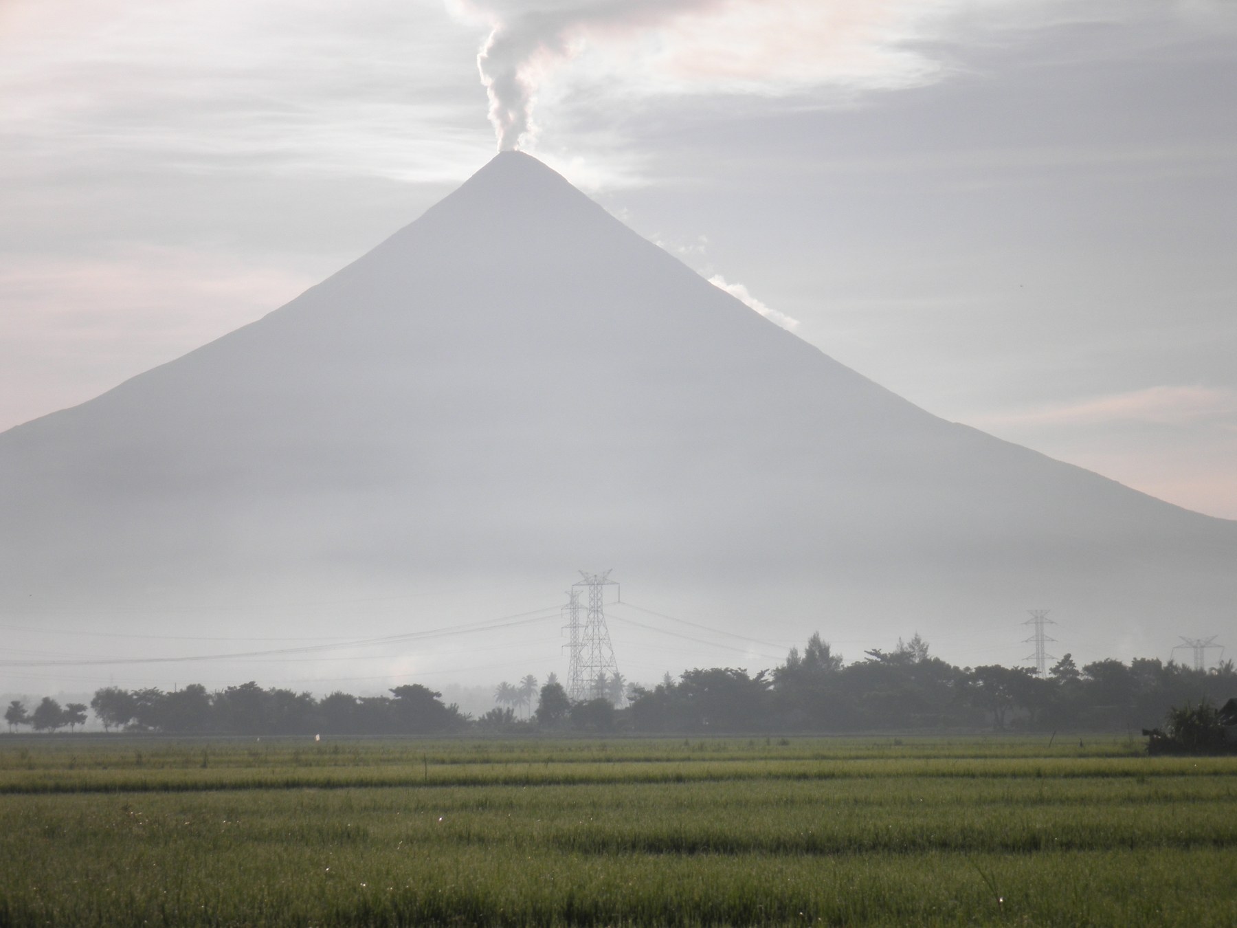 Mayon Volcano rising behind green rice fields in Albay, Philippines.