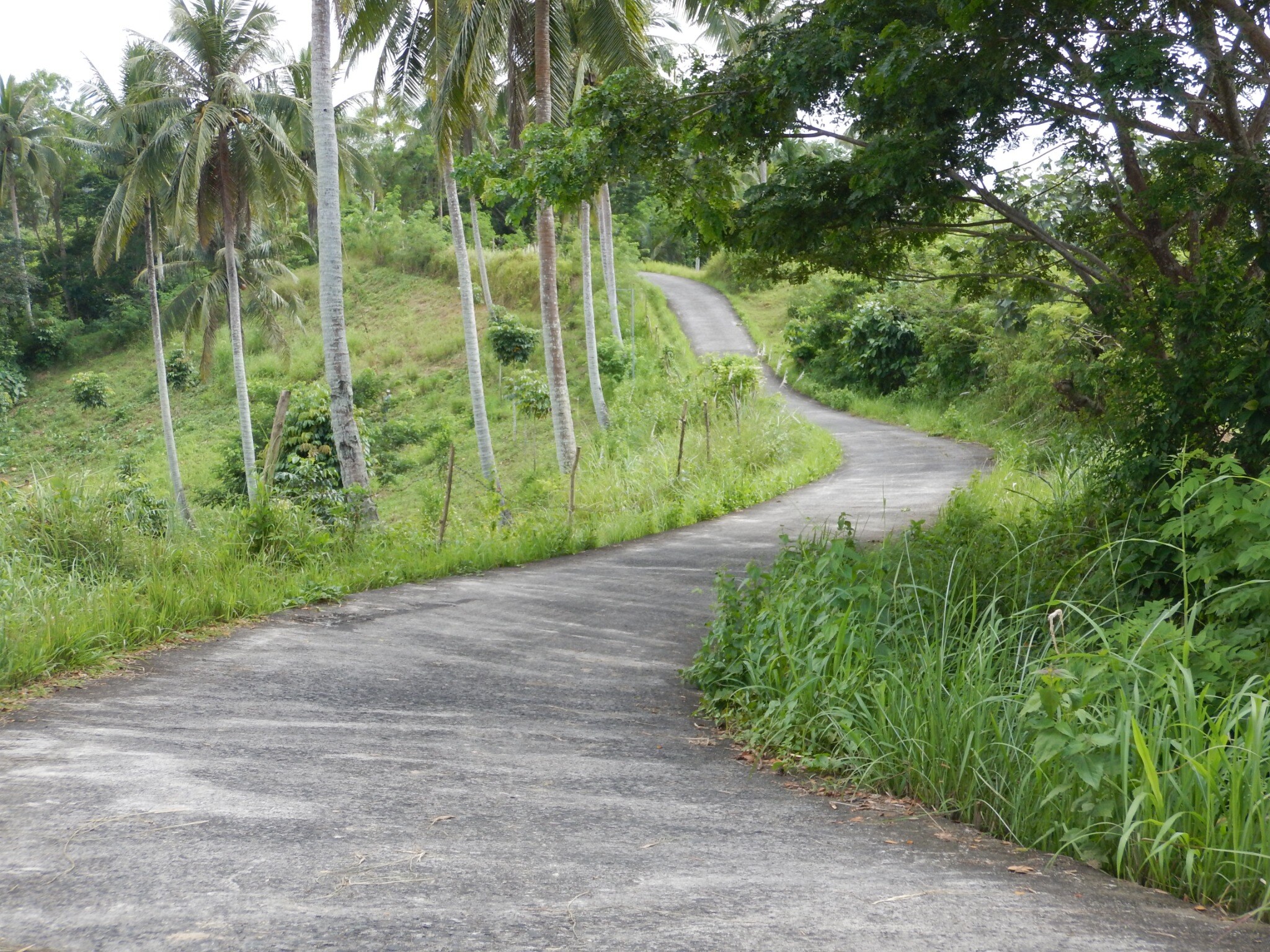 A narrow winding road curves through coconut trees and dense green countryside in the Philippines.
